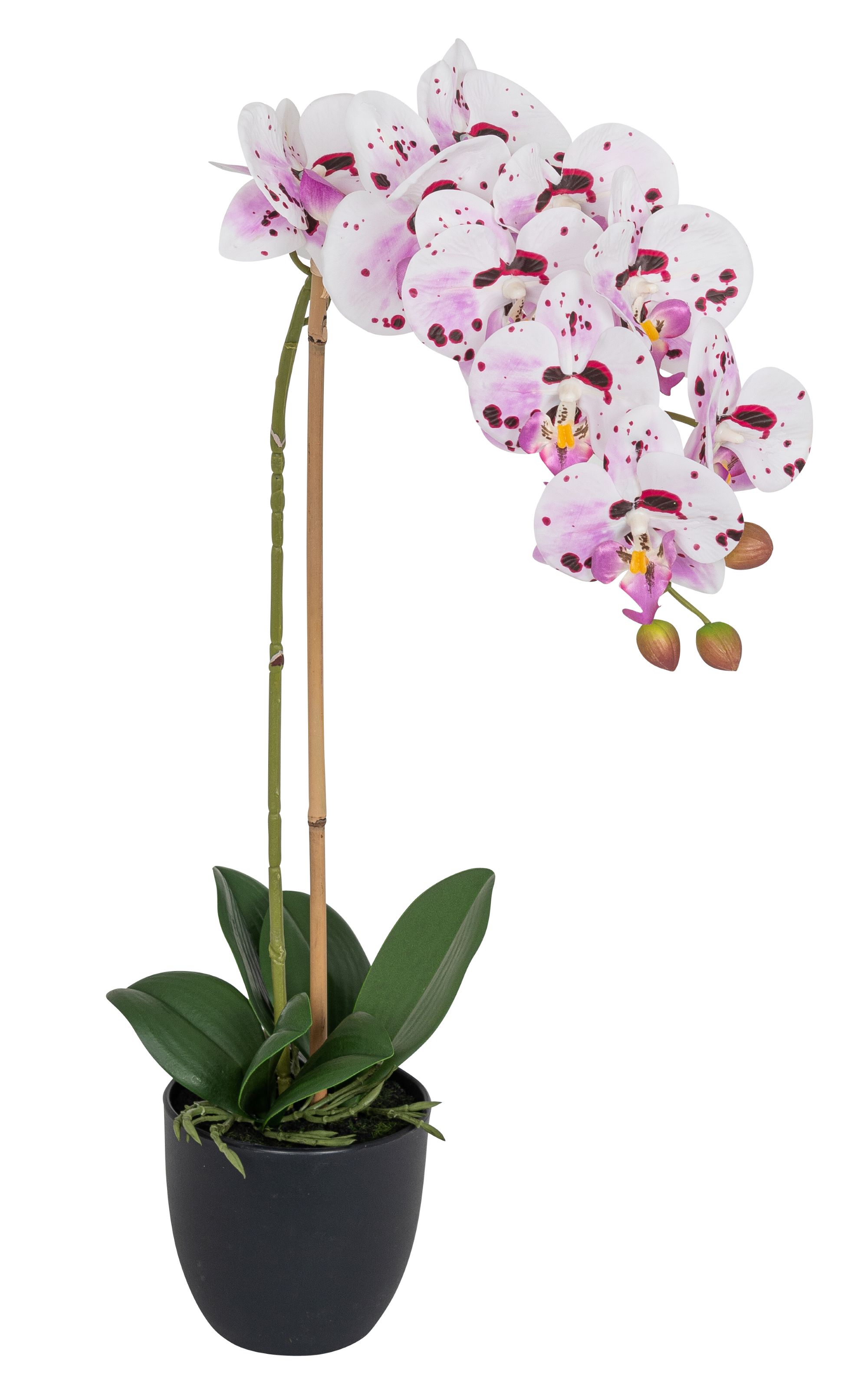 Phalaenopsis im Topf 58cm Blütenkopf Ø ca. 8/9cm Topf: Höhe ca. 10,0cm Ø oben ca. 11,0cm Ø unten ca. 6,5cm Farbe: lila-weiß