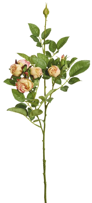 Kugelrosenzweig x 8 73cm Blütenkopf Ø ca. 3/4cm Farbe: gelb-lachs