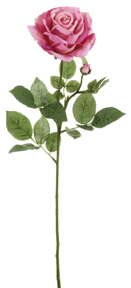 Edelrose x 2 70cm Blütenkopf Ø ca. 11cm Farbe: rosé-gemischt