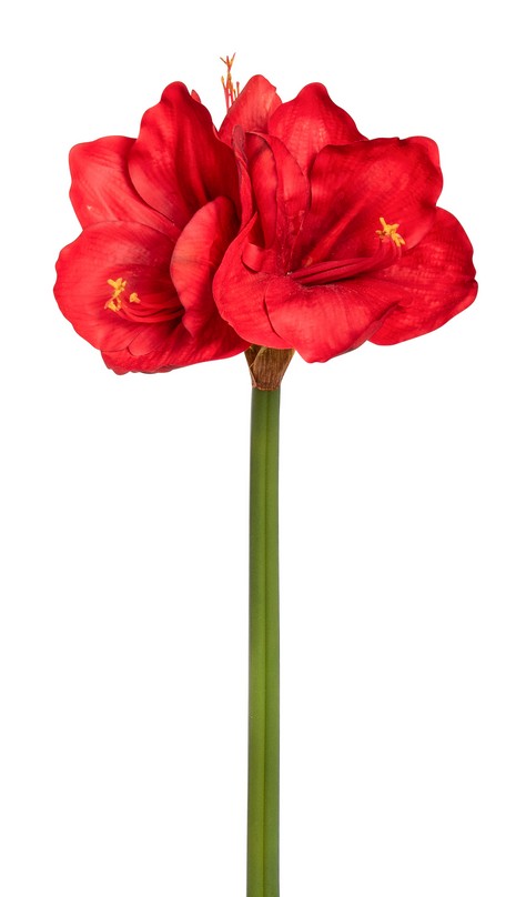 Amaryllis x 3 68cm Blütenkopf Ø ca. 5/11cm Farbe: rot
