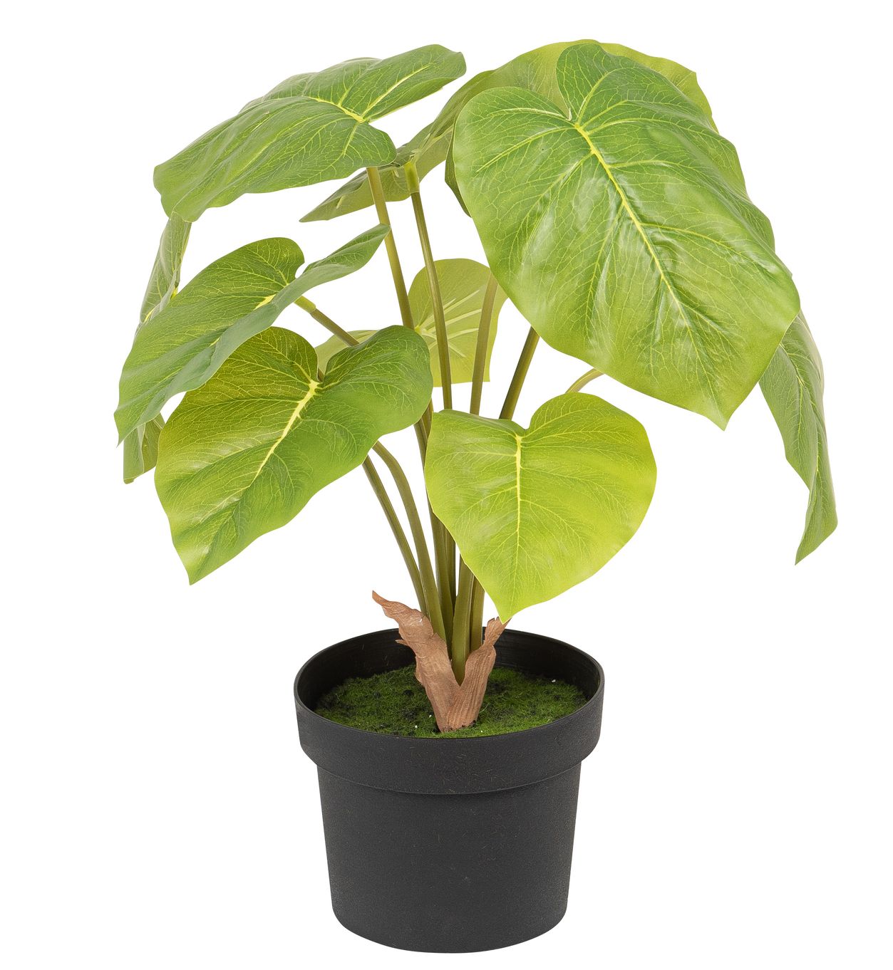 Baumphilodendron x 10 im Topf 45cm Farbe: grün