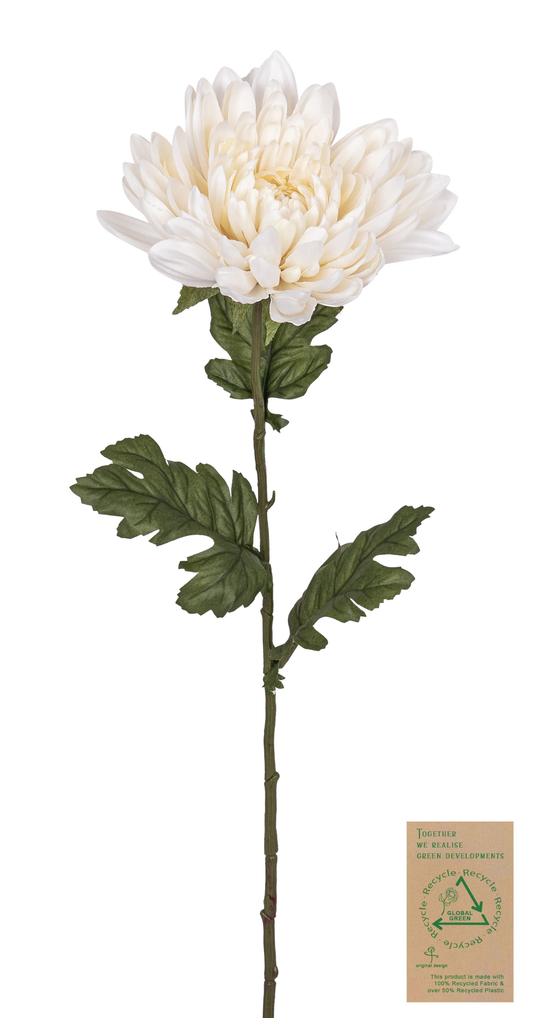 Chrysantheme RE 68cm Blütenkopf Ø ca. 15cm Farbe: elfenbein
