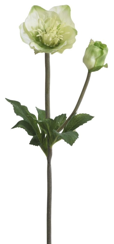 Christrose x 2 34cm Blütenkopf Ø ca. 2,5/6cm Farbe: hellgrün