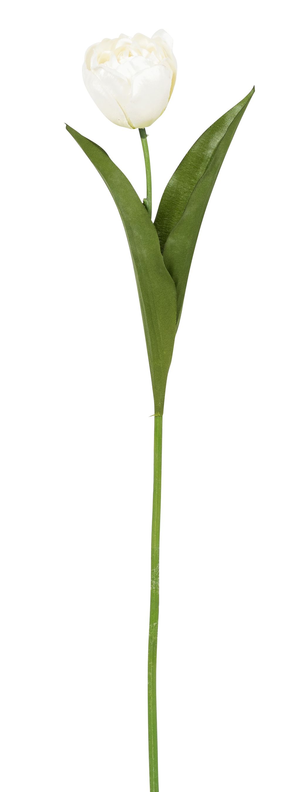 Tulpe 48cm Blütenkopf Ø ca. 5cm Farbe: elfenbein