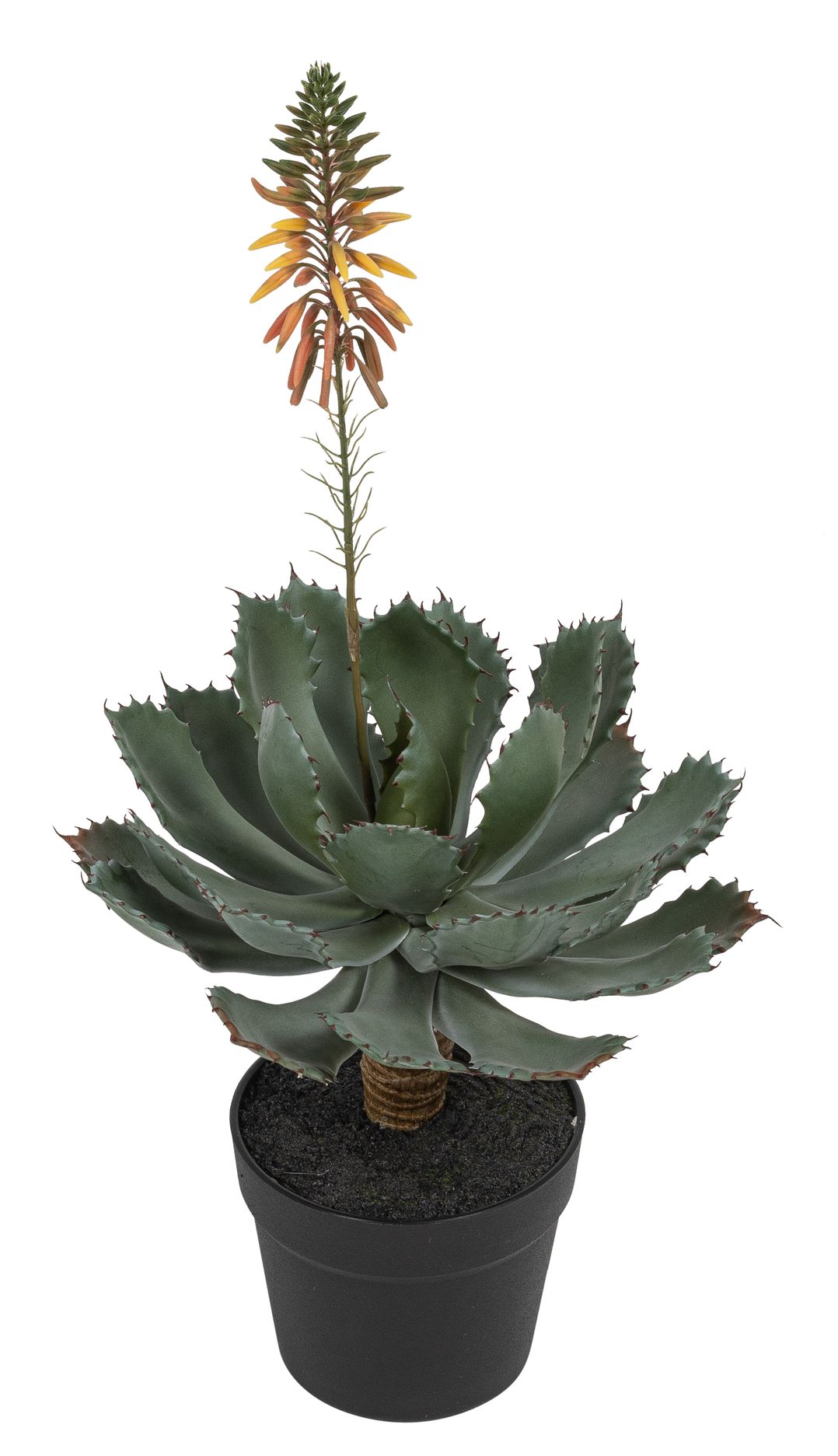Aloe mit Blüte im Topf 61cm Farbe: grün-peach
