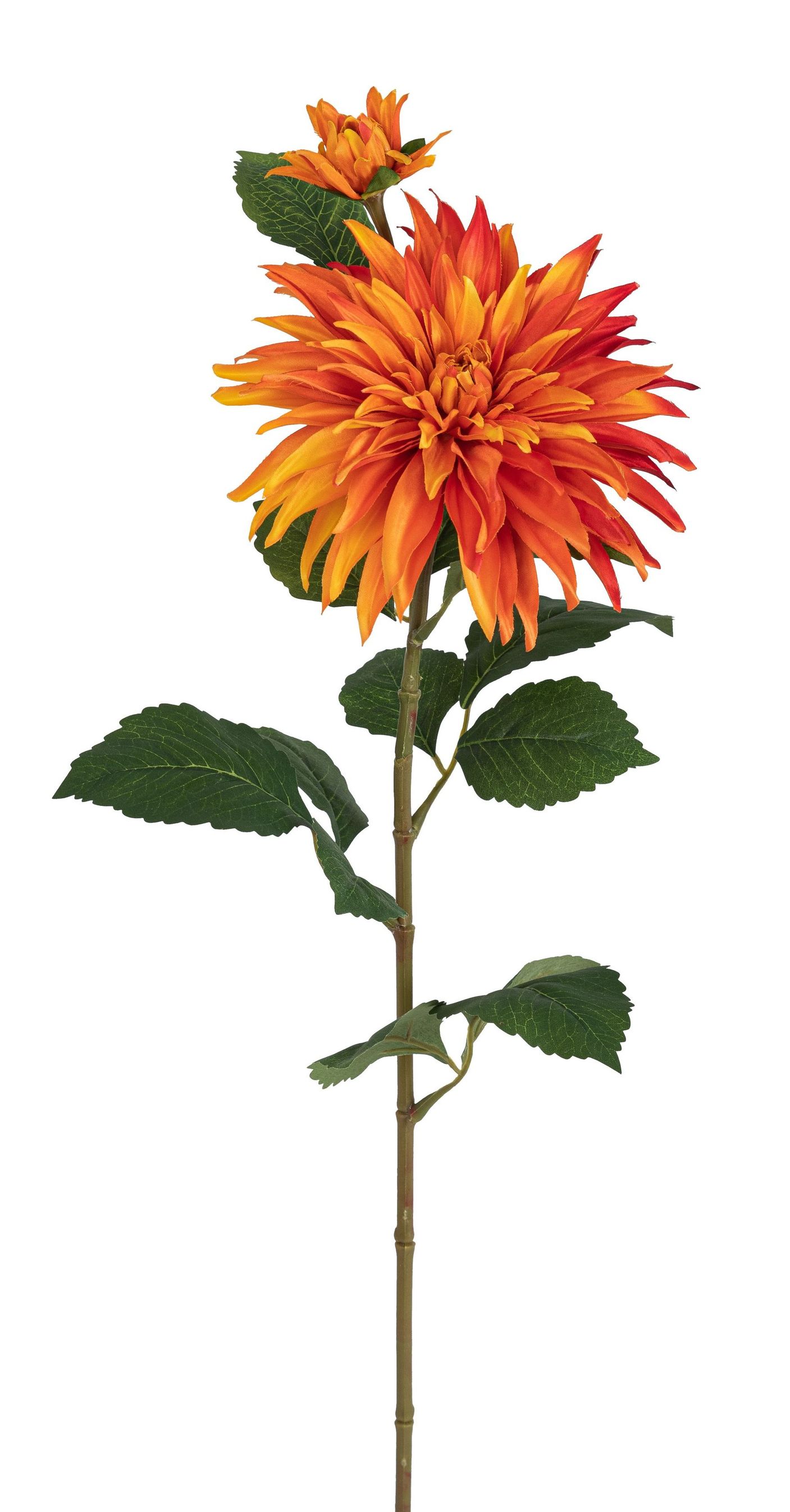 Dahlie x 2 85cm Blütenkopf Ø ca. 6/20cm Farbe: orange