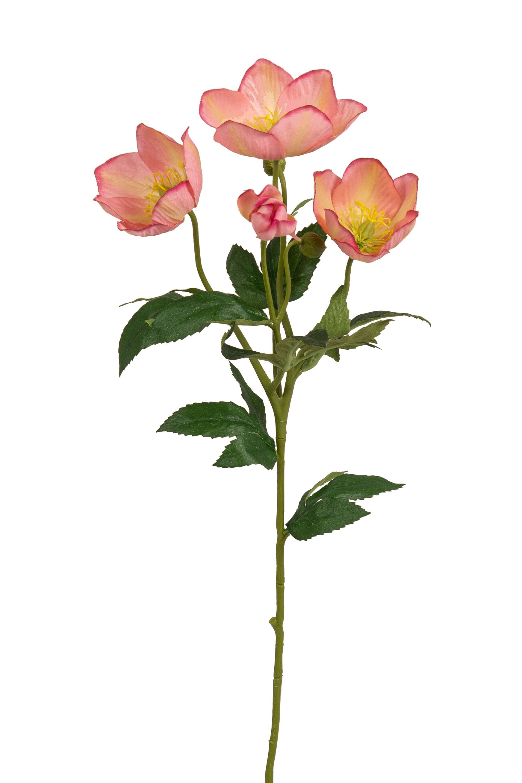 Christrose x 4 62cm Blütenkopf Ø ca. 3/7cm Farbe: altrosé