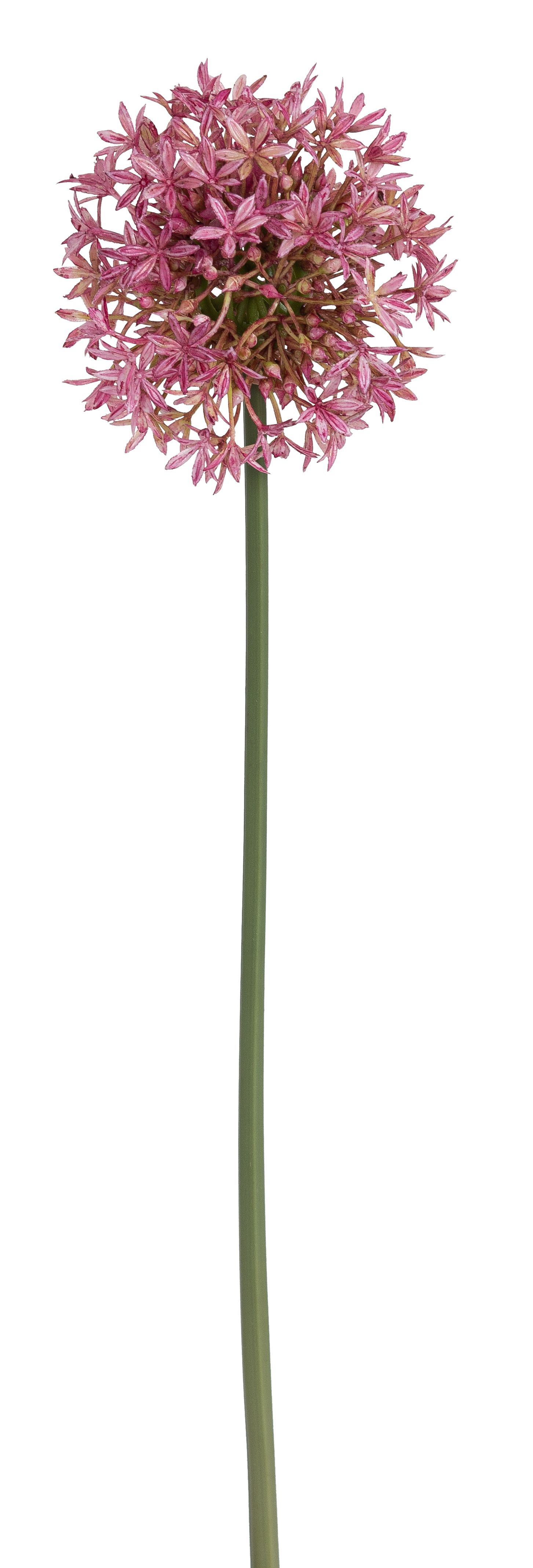 Allium 70cm Blütenkopf Ø ca. 10cm Farbe: dunkellila