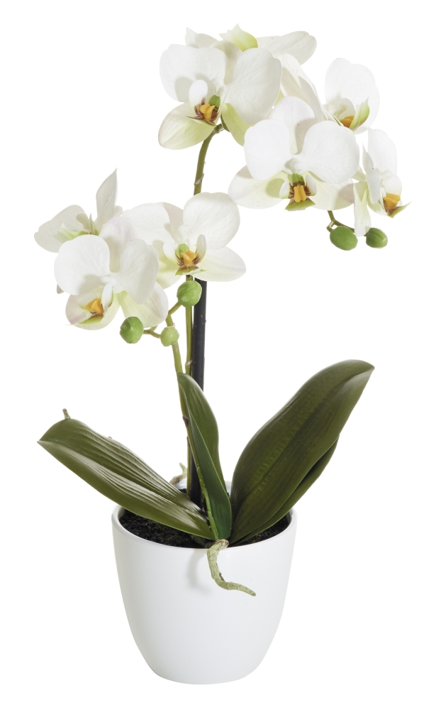 Phalaenopsis 2-fach i.T. 40cm Blütenkopf Ø ca. 7/7,5cm Topf: Höhe ca. 9cm Ø oben ca. 10,5cm Ø unten ca. 6cm Farbe: weiß-rose
