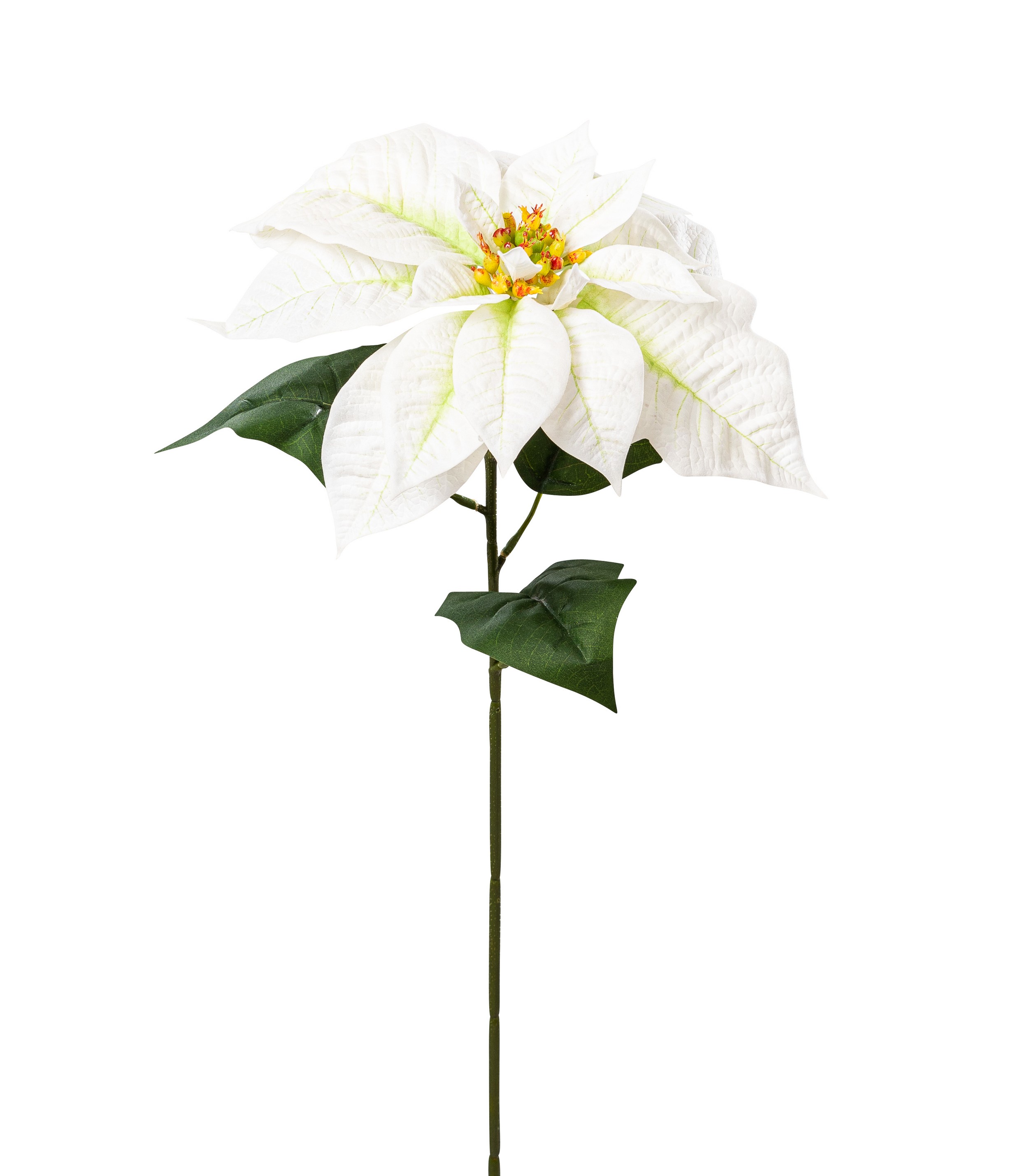 Velvet-Poinsettia 71cm Blütenkopf Ø ca. 27cm Farbe: weiß-grün