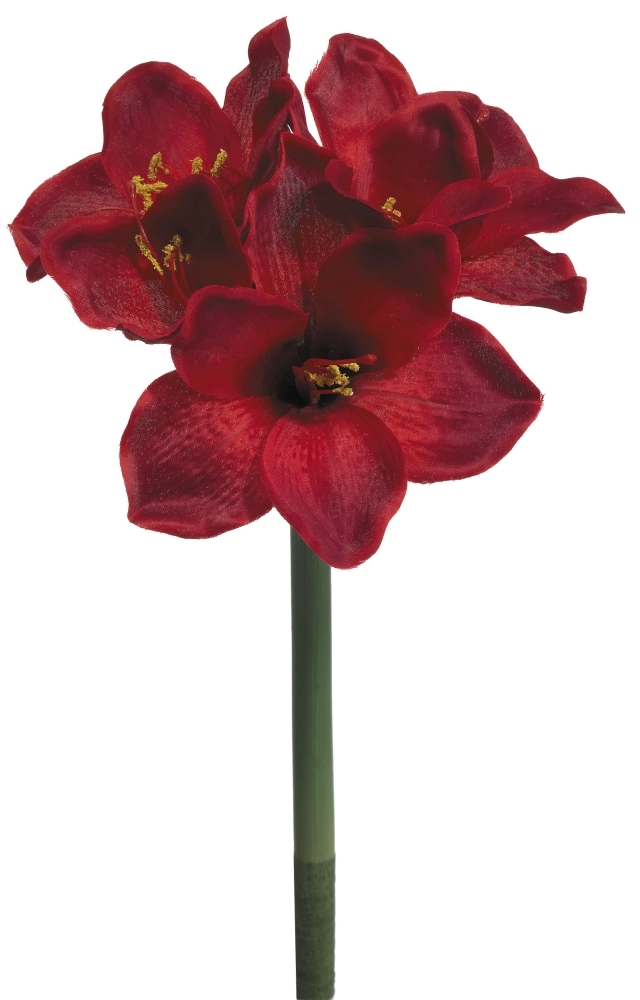 Amaryllis x 5 42cm Blütenkopf Ø ca. 5/12cm Farbe: rot