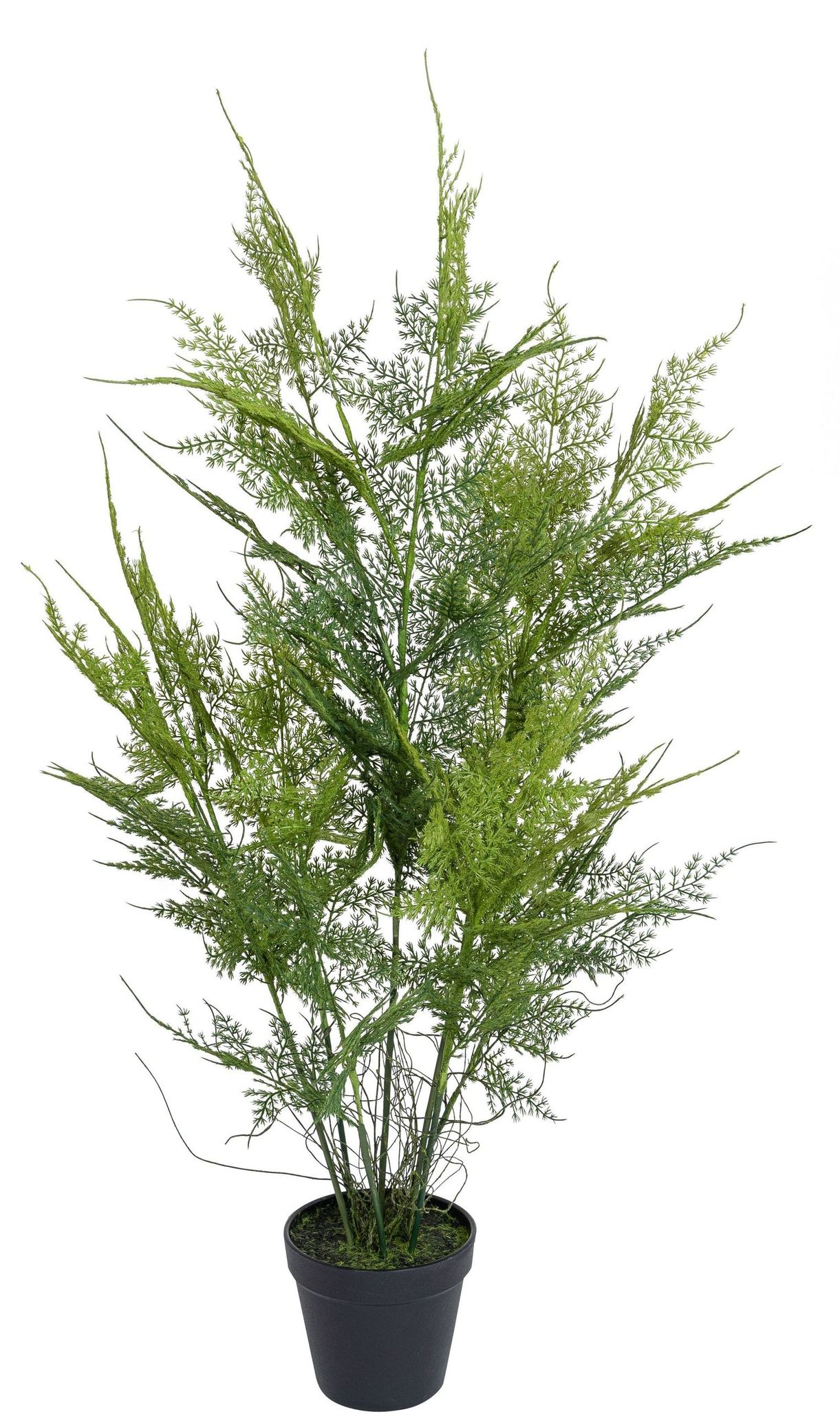 Baumfarn im Topf 7-fach 82cm Topf H11cm/B13cm Farbe: grün