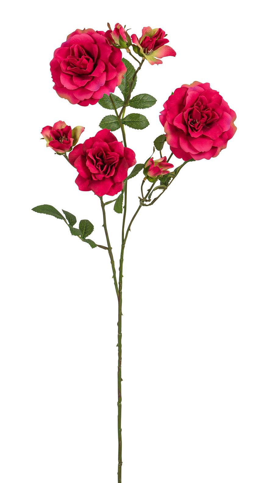 Kamelienrosenzweig x 7 68cm Blütenkopf Ø ca. 3/7/8cm Farbe: cerise