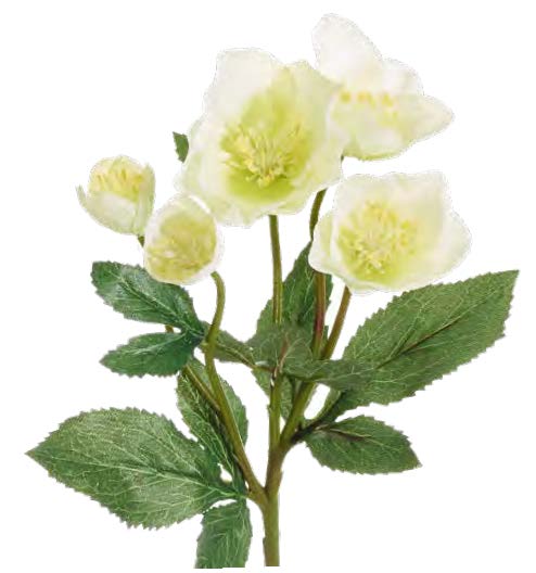 Christrose x 5 30cm Blütenkopf Ø ca. 3/6/8cm Farbe: elfenbein