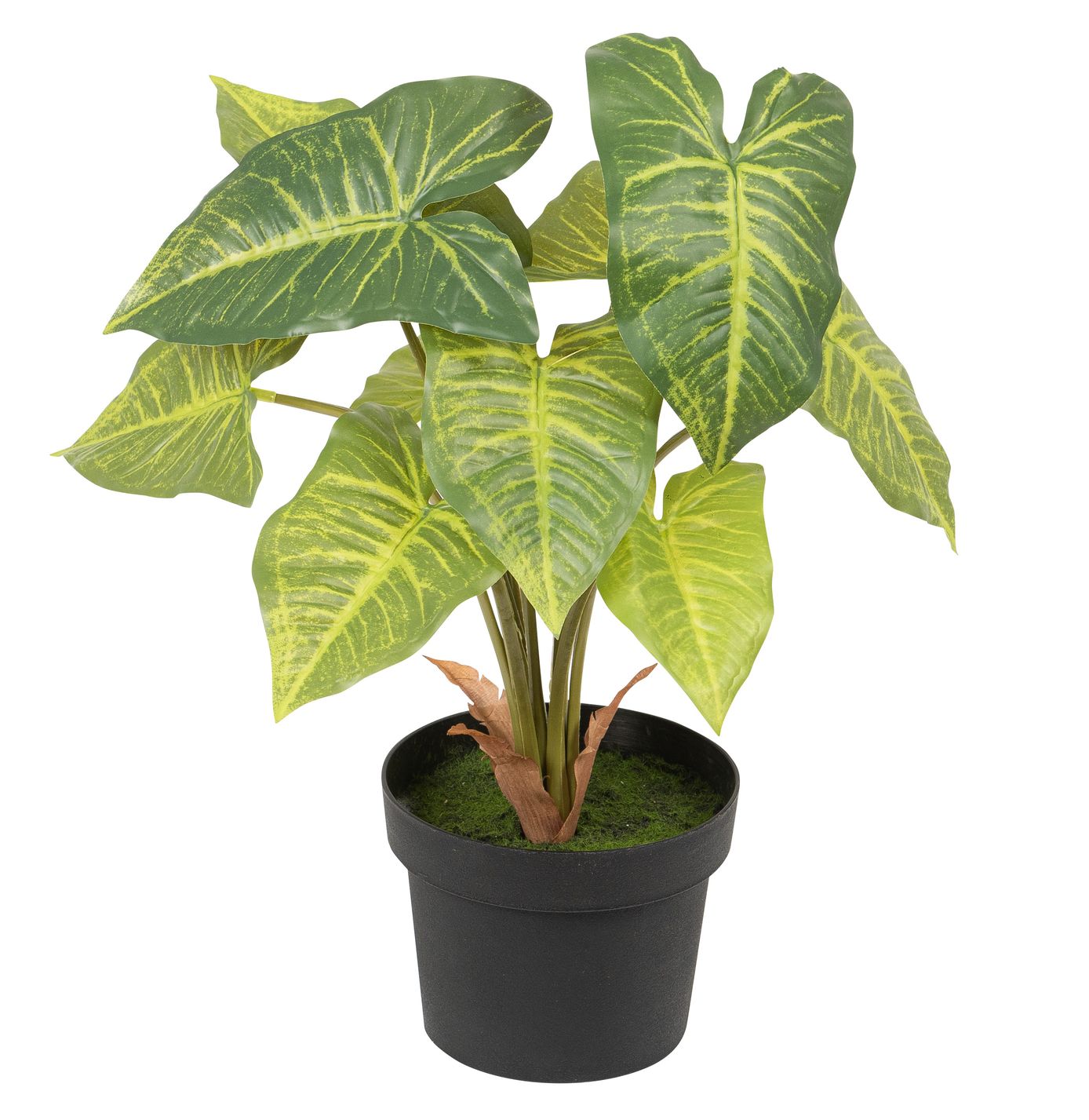 Alocasia x 10 im Topf 43cm Farbe: grün-gemischt