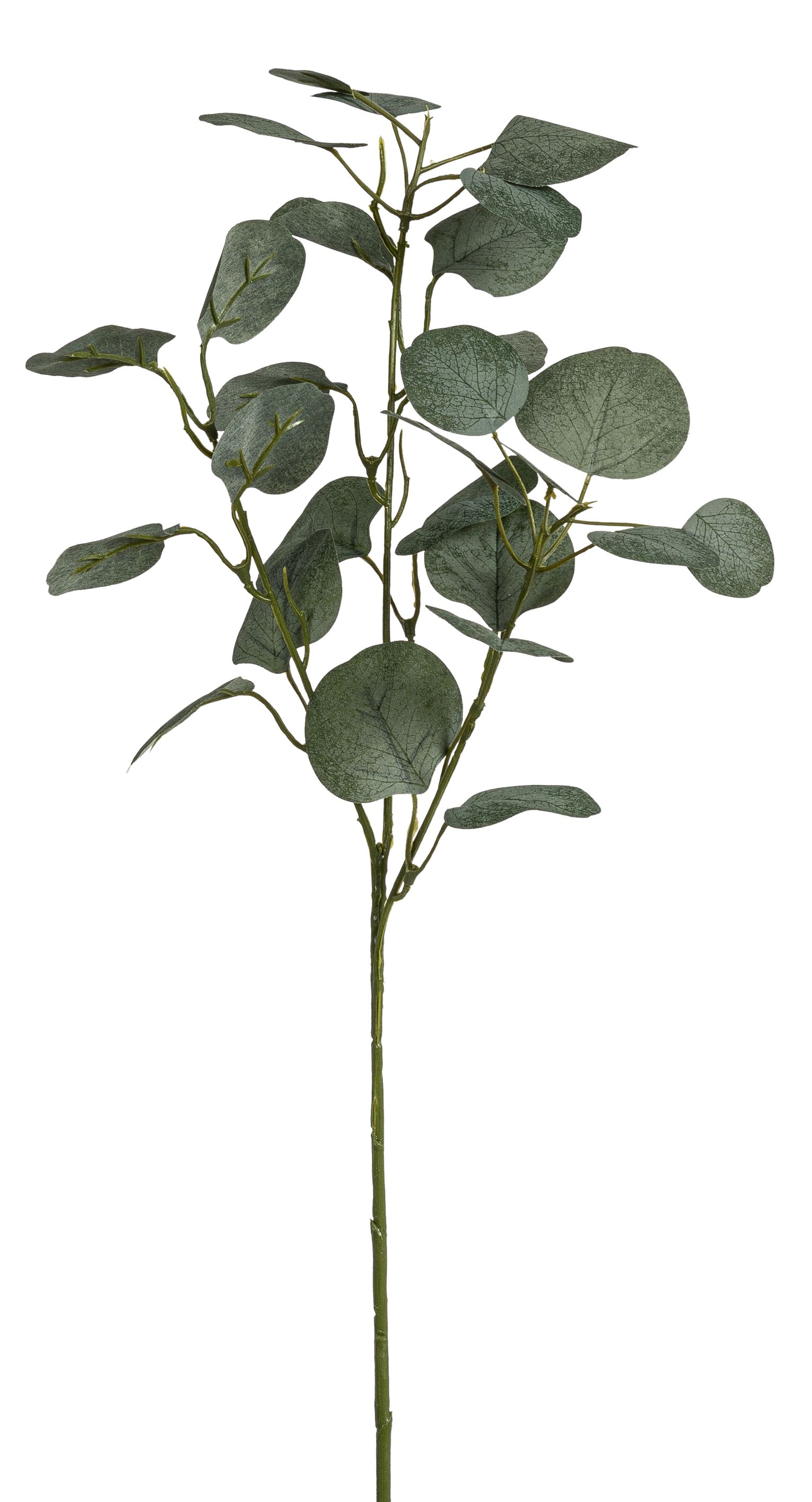 Eukalyptuszweig x 28 68cm Farbe: grün