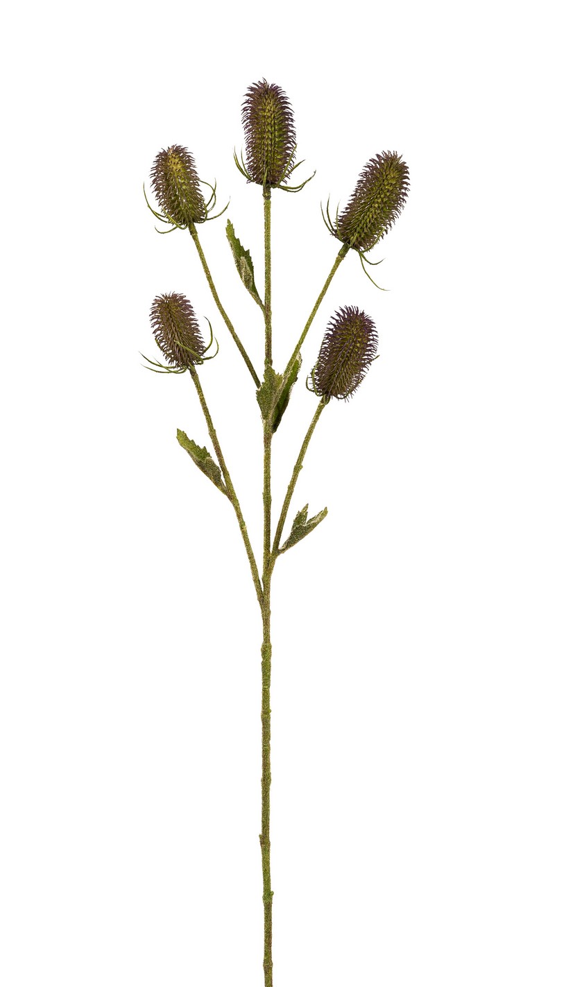 Kardendistelzweig x 5 92cm Blütenkopf Ø ca. 3,5cm Farbe: lila