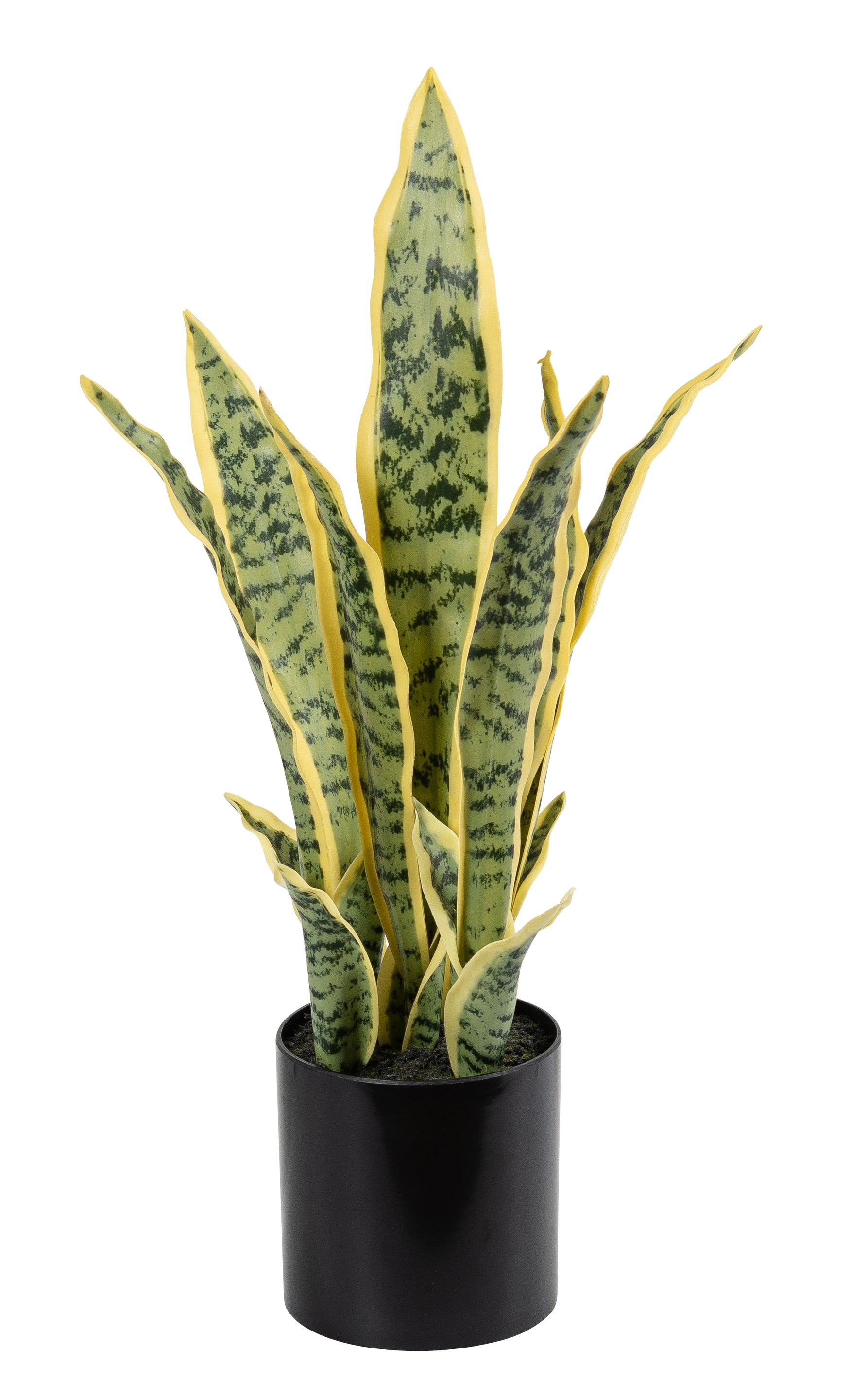 Sanseveria x 15 im Topf 48cm Farbe: grün-gemischt