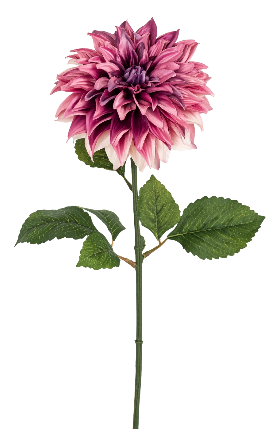 Dahlie 72cm Blütenkopf Ø ca. 18cm Farbe: lila-weiß