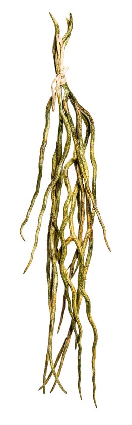 Orchideenwurzelbund x 3 34cm Farbe: grün