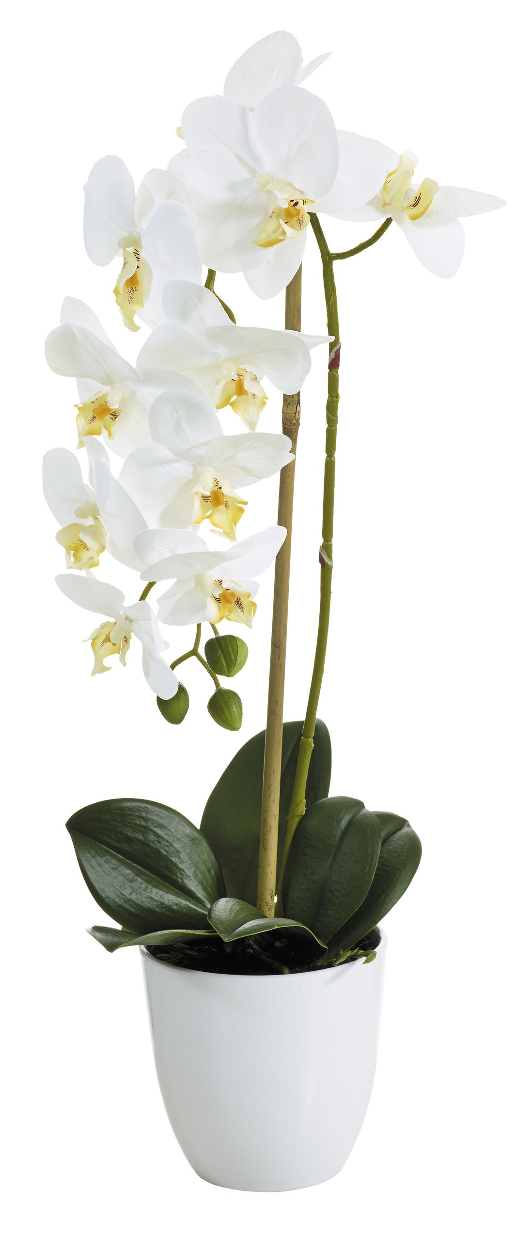 Phalaenopsis im Topf 53cm Blütenkopf Ø ca. 8/10cm Topf: Höhe ca. 11,5cm Ø oben ca. 12cm Ø unten ca. 7cm Farbe: weiß-gelb
