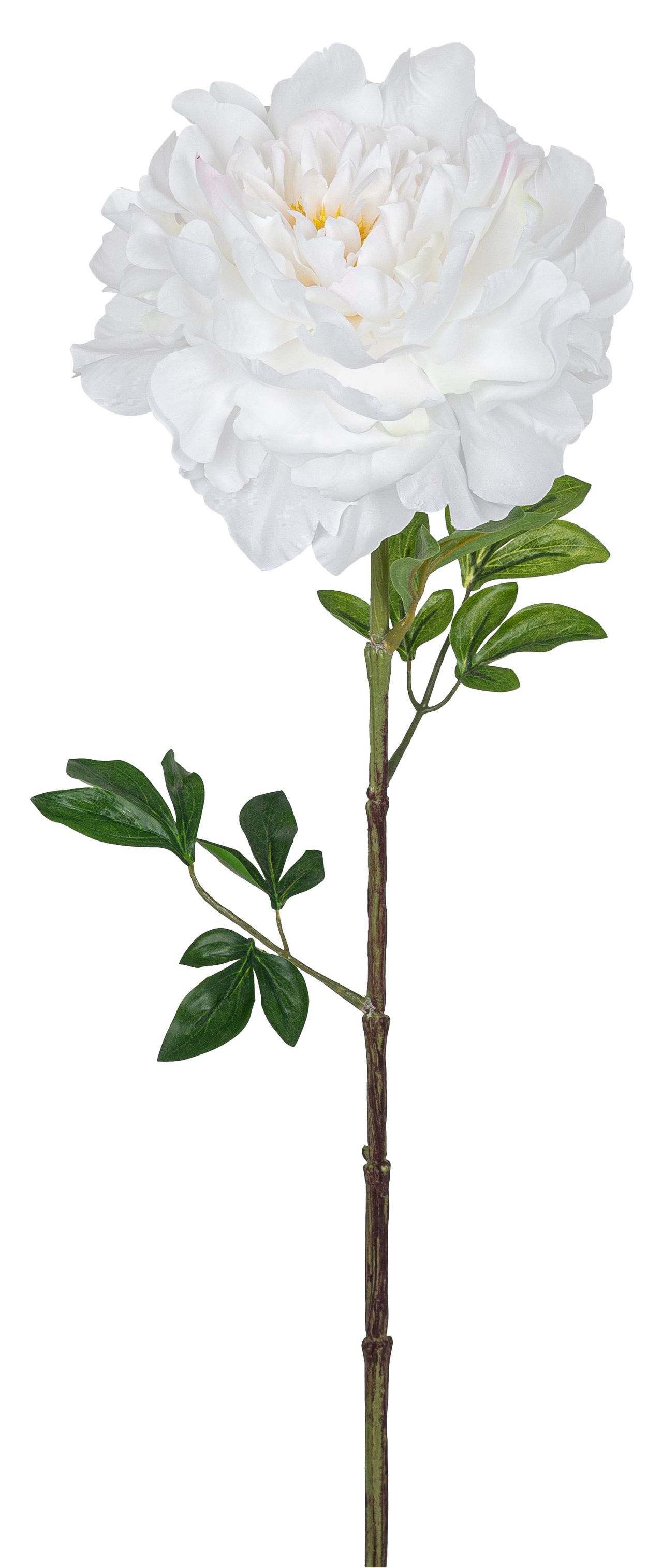 Päonie 74cm Blütenkopf Ø ca. 16cm Farbe: elfenbein