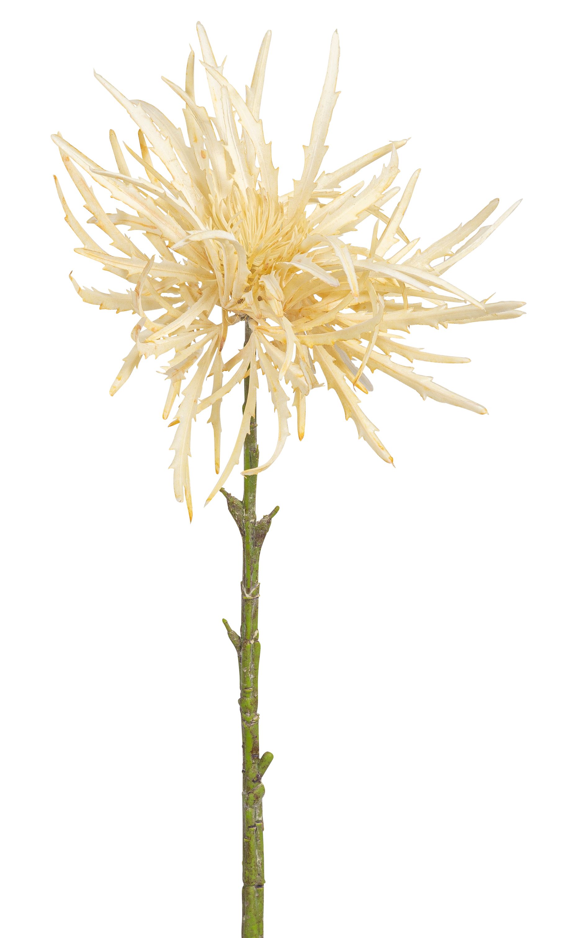 Distel 50cm Blütenkopf Ø ca. 25cm Farbe: creme