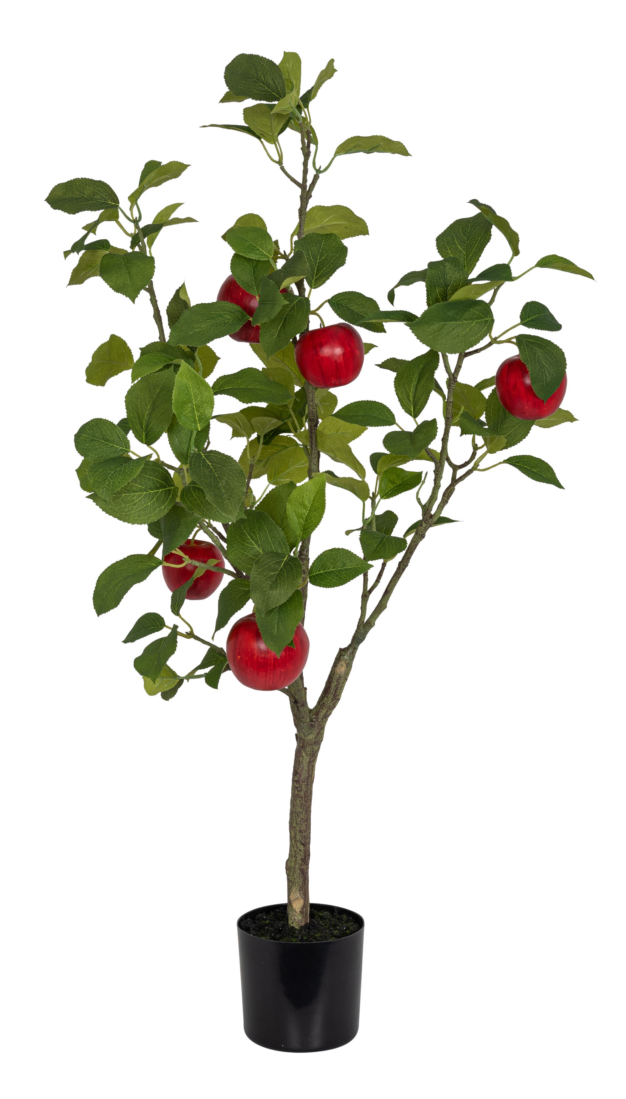 Apfelbaum x 5 im Topf 89cm Apfel Ø ca. 6/7cm Topf: Höhe ca. 11,5cm Ø oben ca. 12,5cm Ø unten ca. 11cm Farbe: rot