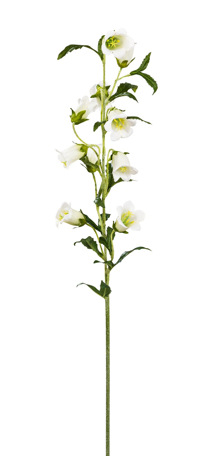 Campanula x 10 88cm Farbe: weiß