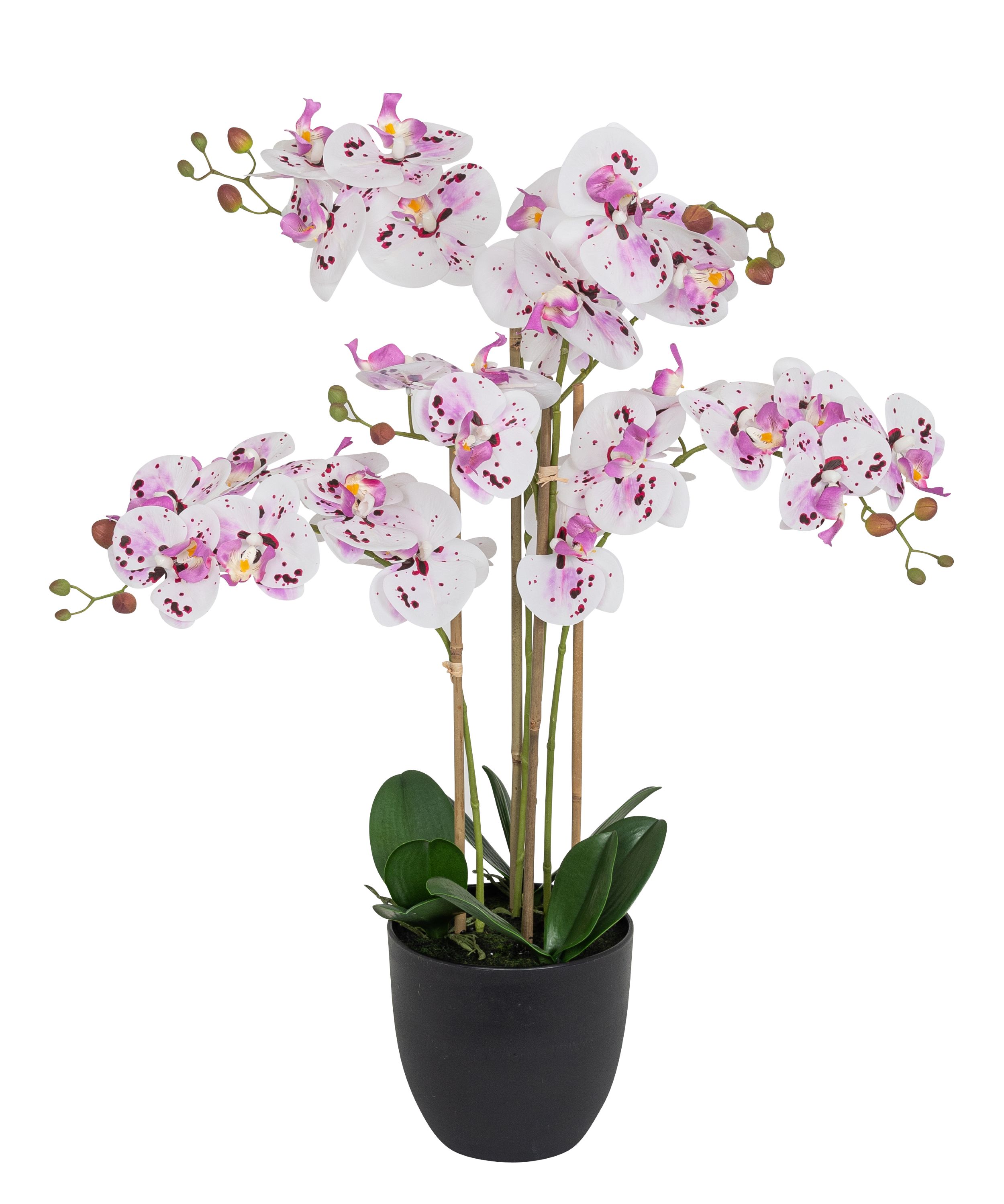 Phalaenopsis 4-fach im Topf 71cm Blütenkopf Ø ca. 8/11cm Topf: Höhe ca. 16,5cm Ø oben ca. 18,0cm Ø unten ca. 10,5cm Farbe: lila-weiß