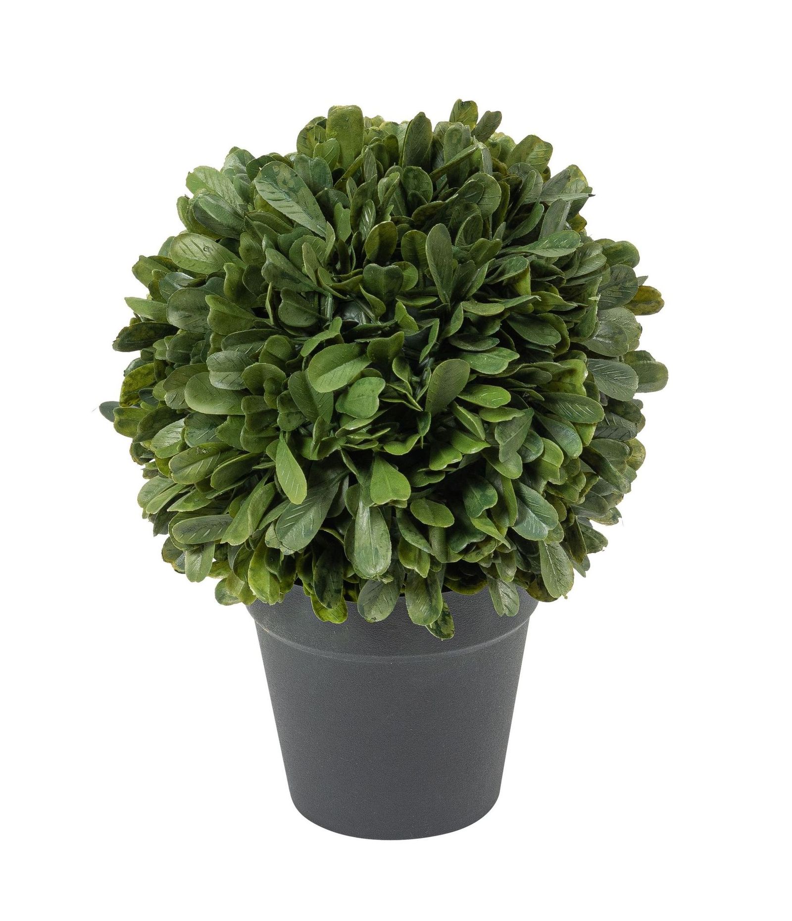 Buchsbaumkugel im Topf 22cm Farbe: grün