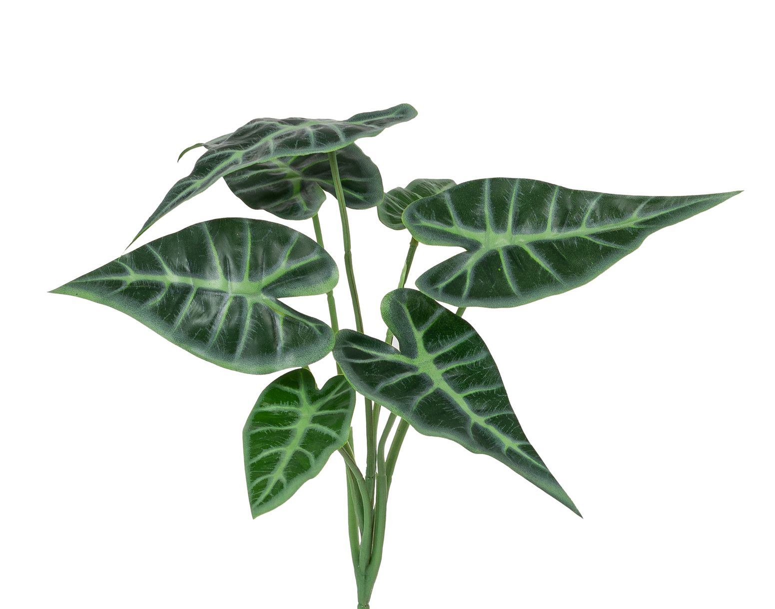 Alocasia Silver Busch x 7 29cm Farbe: grün