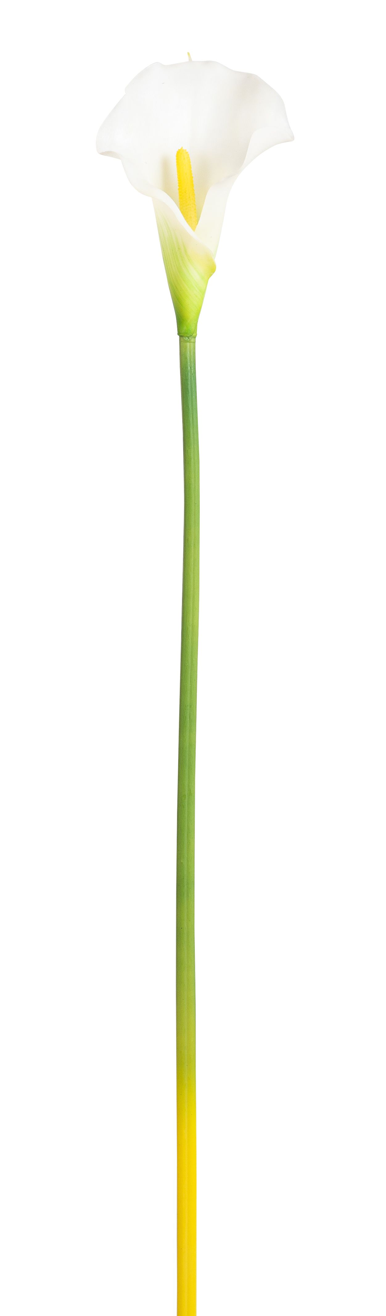 Calla 65cm Blütenkopf ca. 8x10cm Farbe: weiß