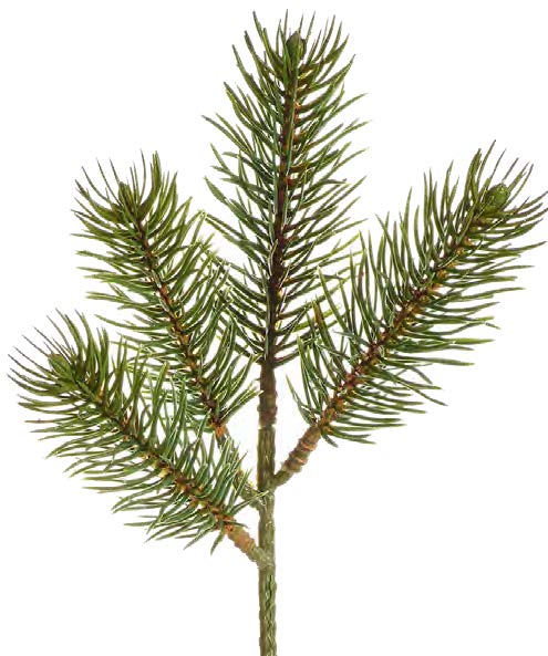 Nordmanntannenzweigch. x4 23cm Farbe: grün