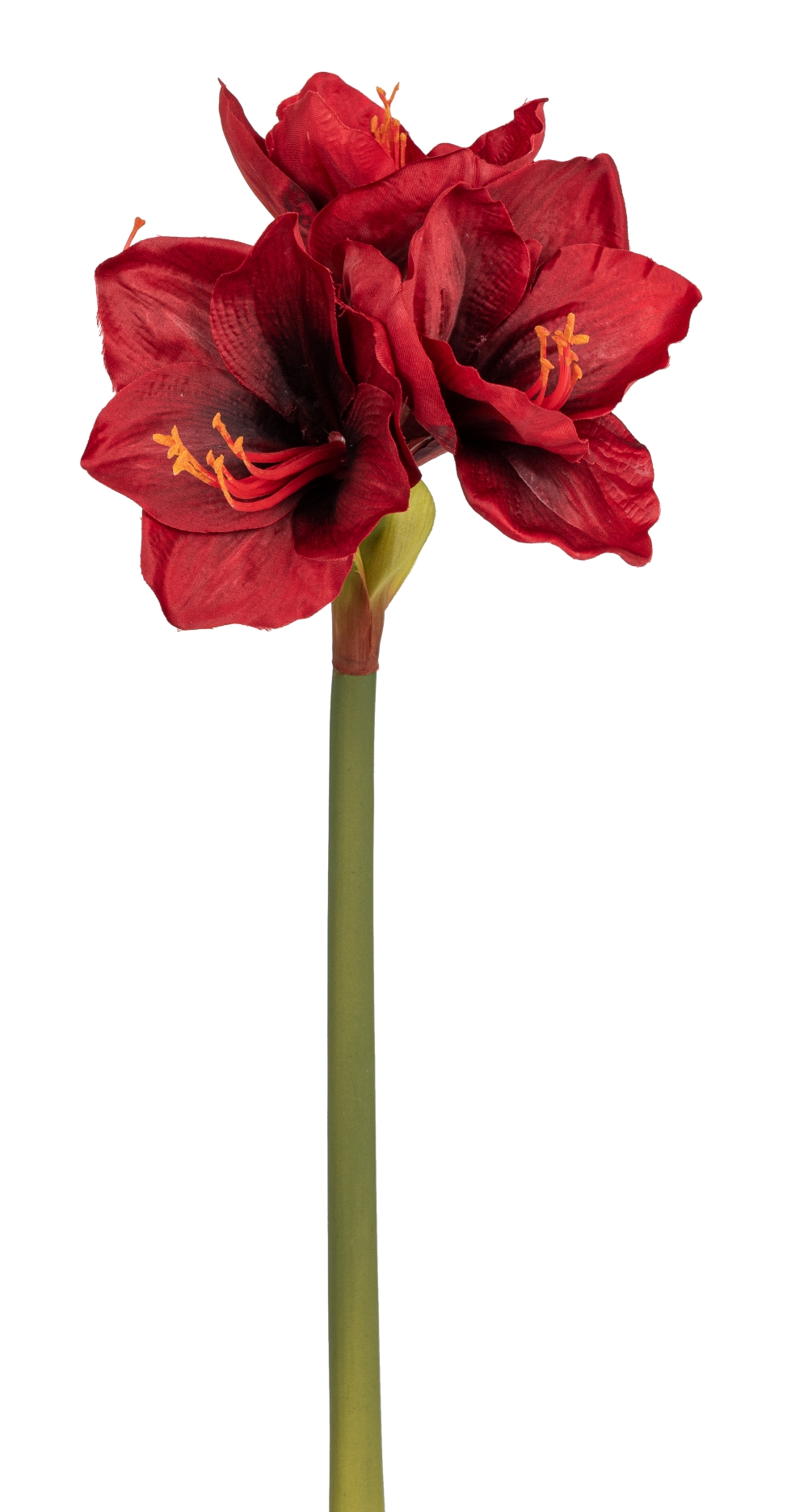 Amaryllis x 4 63cm Blütenkopf Ø ca. 4/14cm Farbe: rot