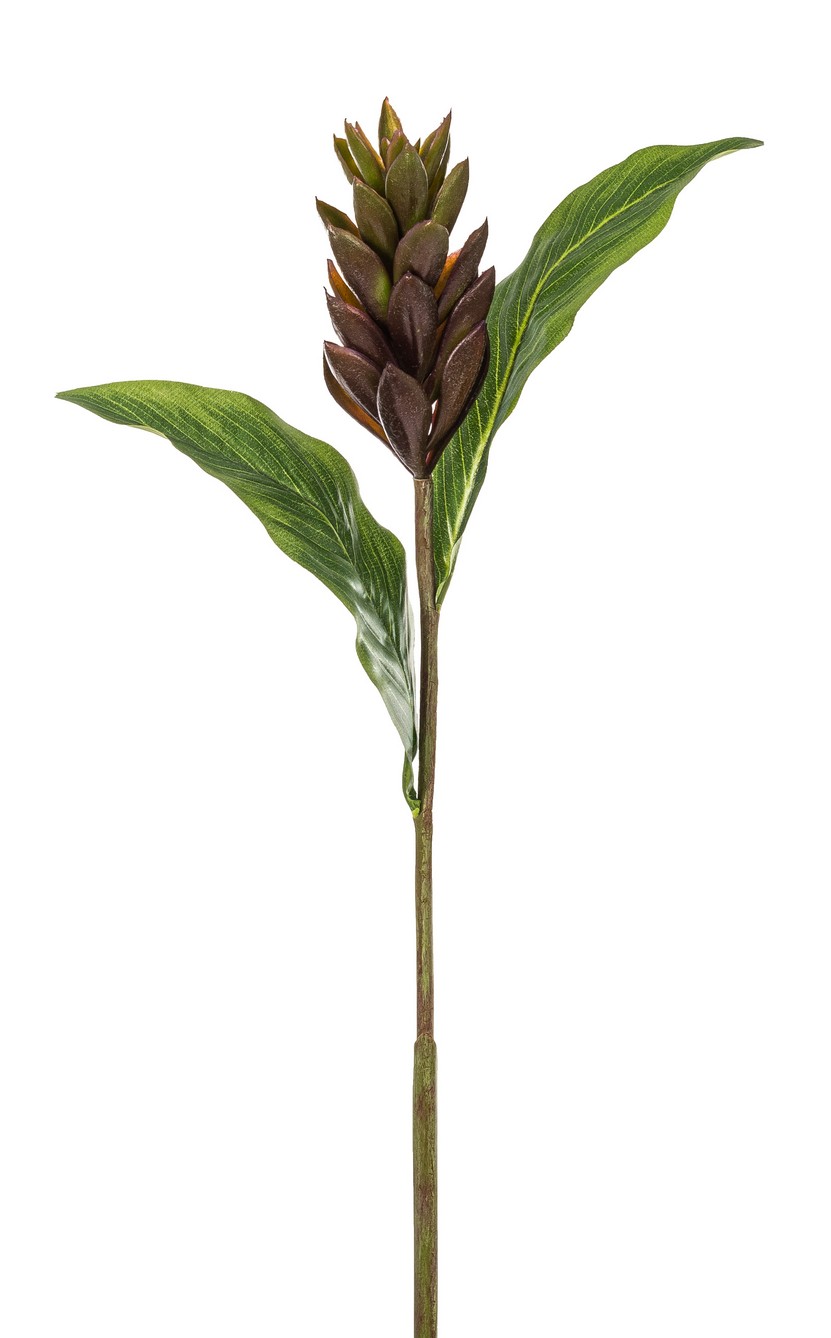 Ingwerblüte mit Blatt 89cm Blütenkopf Ø ca. 5cm Farbe: grün