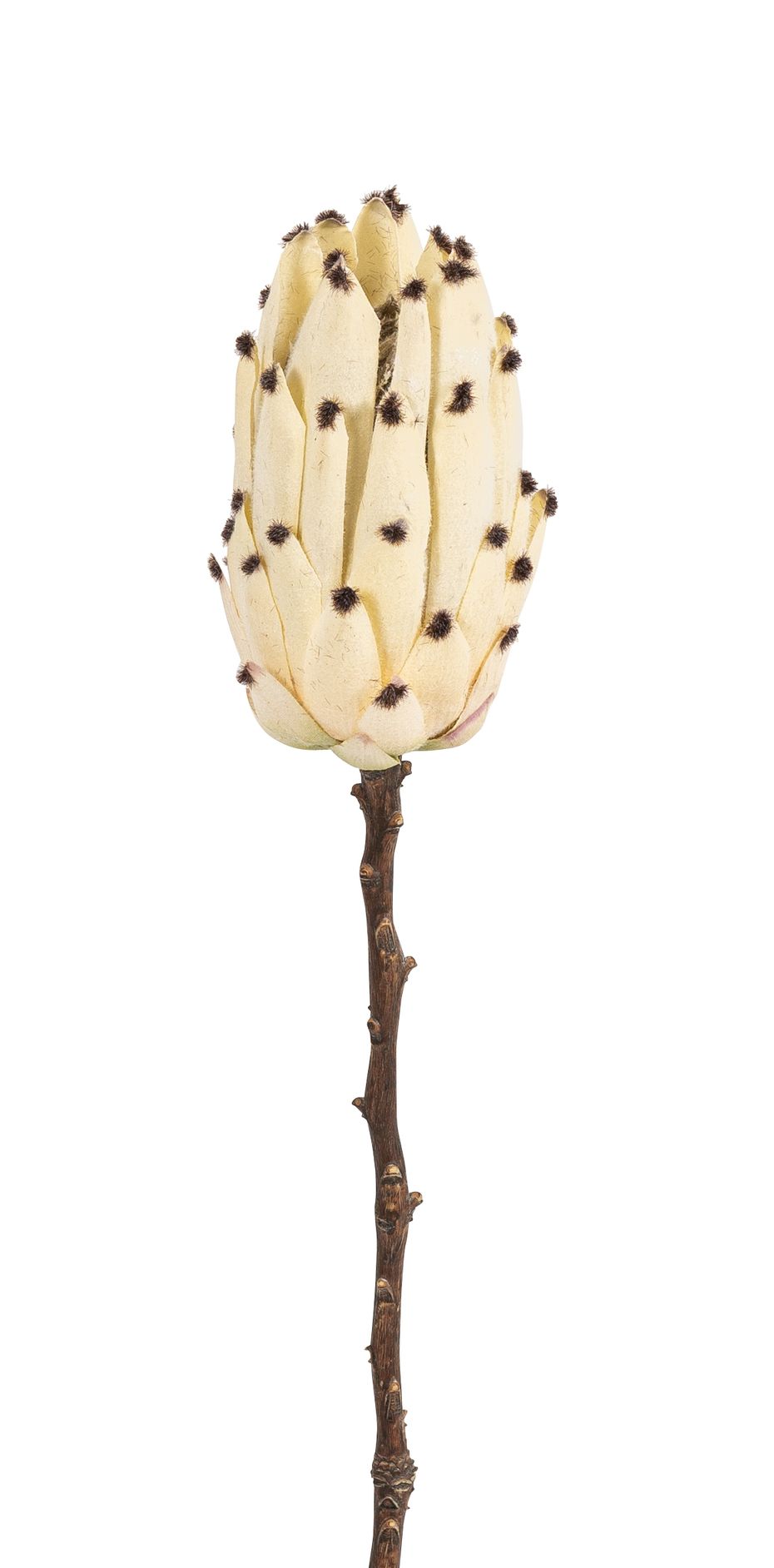 Protea 52cm Blütenkopf Ø ca. 8cm Farbe: creme
