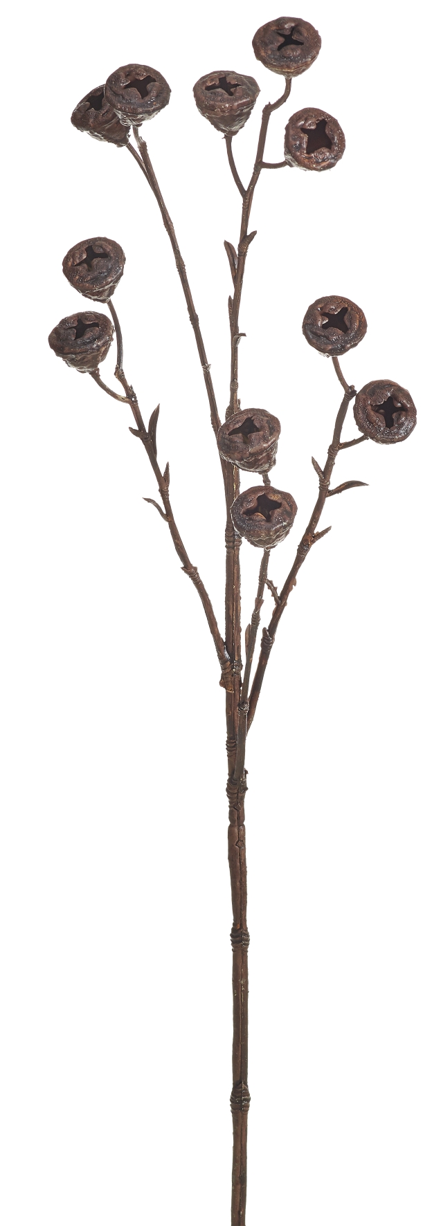 Eukalyptussamenzweig 5-f. 62cm Farbe: dunkelbraun