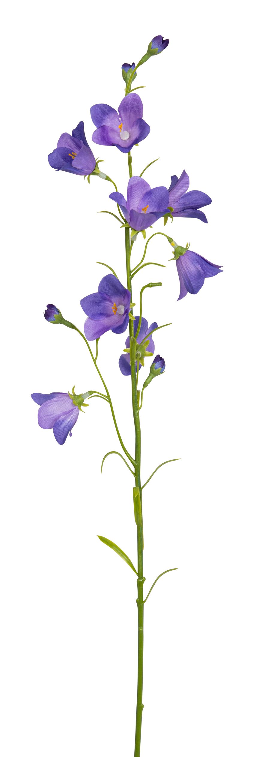 Campanula 64cm Blütenkopf Ø ca. 1/4cm Farbe: hellila
