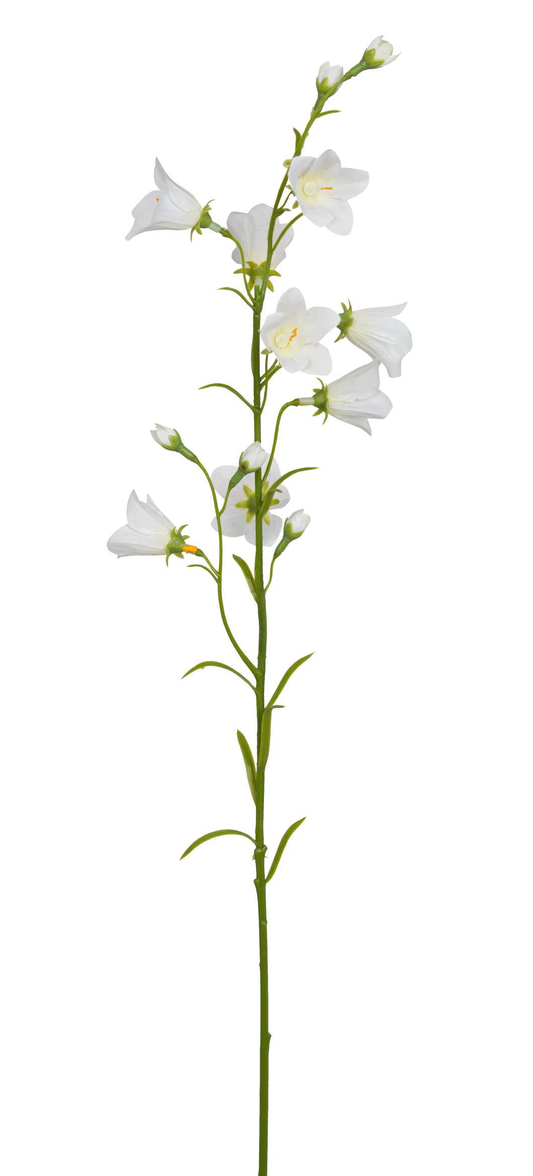 Campanula 64cm Blütenkopf Ø ca. 1/4cm Farbe: weiß