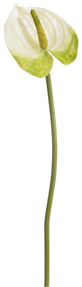 Anthurie 41cm Blütenkopf Ø ca. 6,5cm Farbe: creme-grün