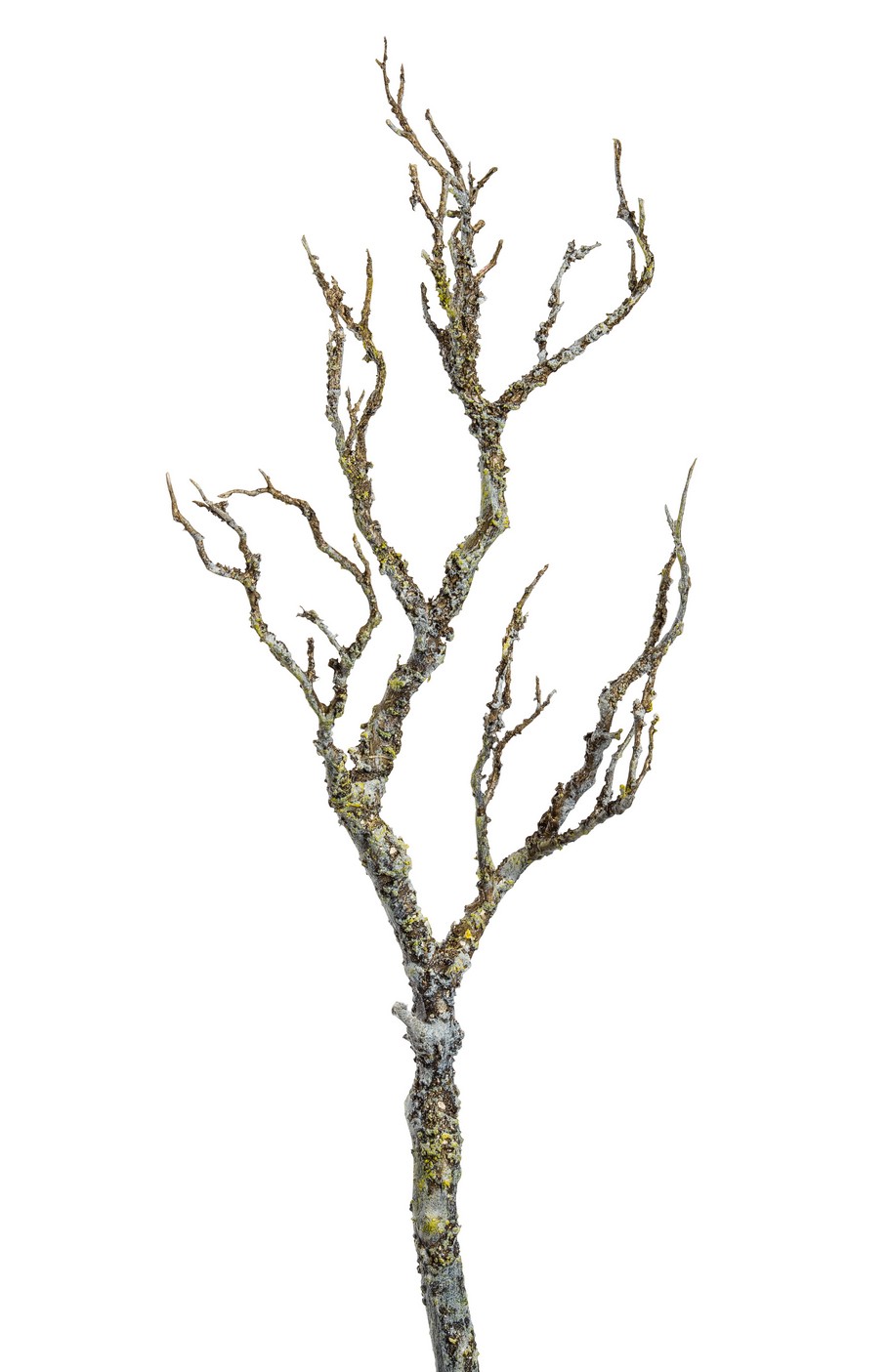 Flechtenast 5-fach 66cm Farbe: natur