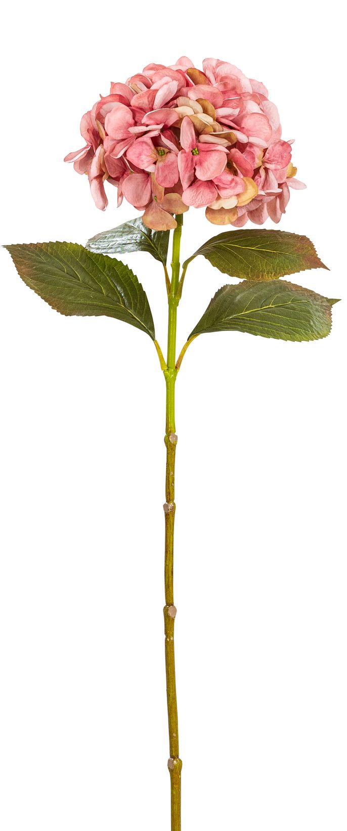 Hortensie 70cm Blütenkopf Ø ca. 18cm Farbe: rosé