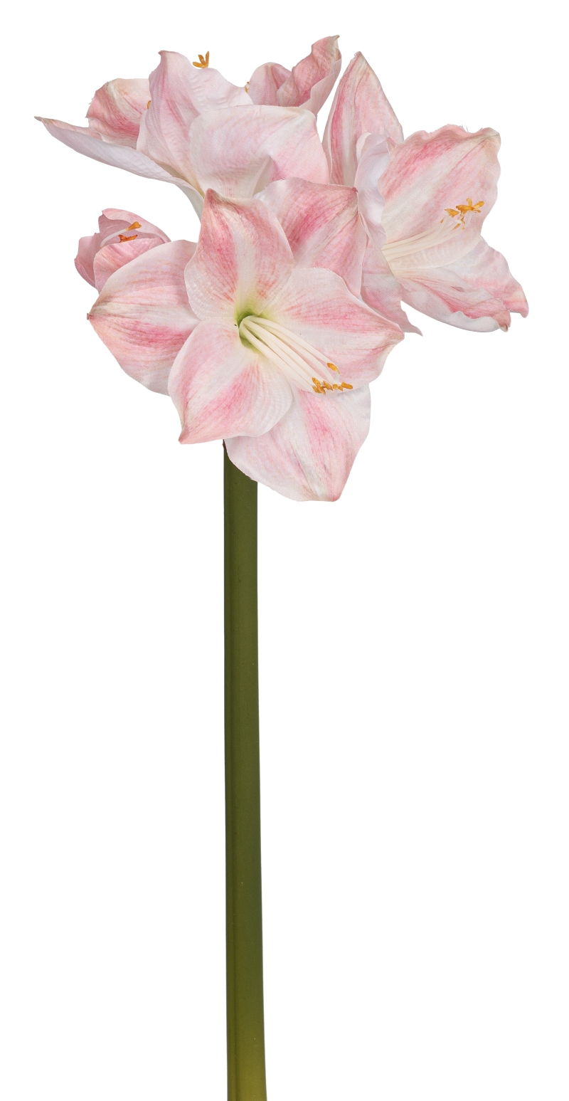 Amaryllis x 4 63cm Blütenkopf Ø ca. 4/14cm Farbe: rosé
