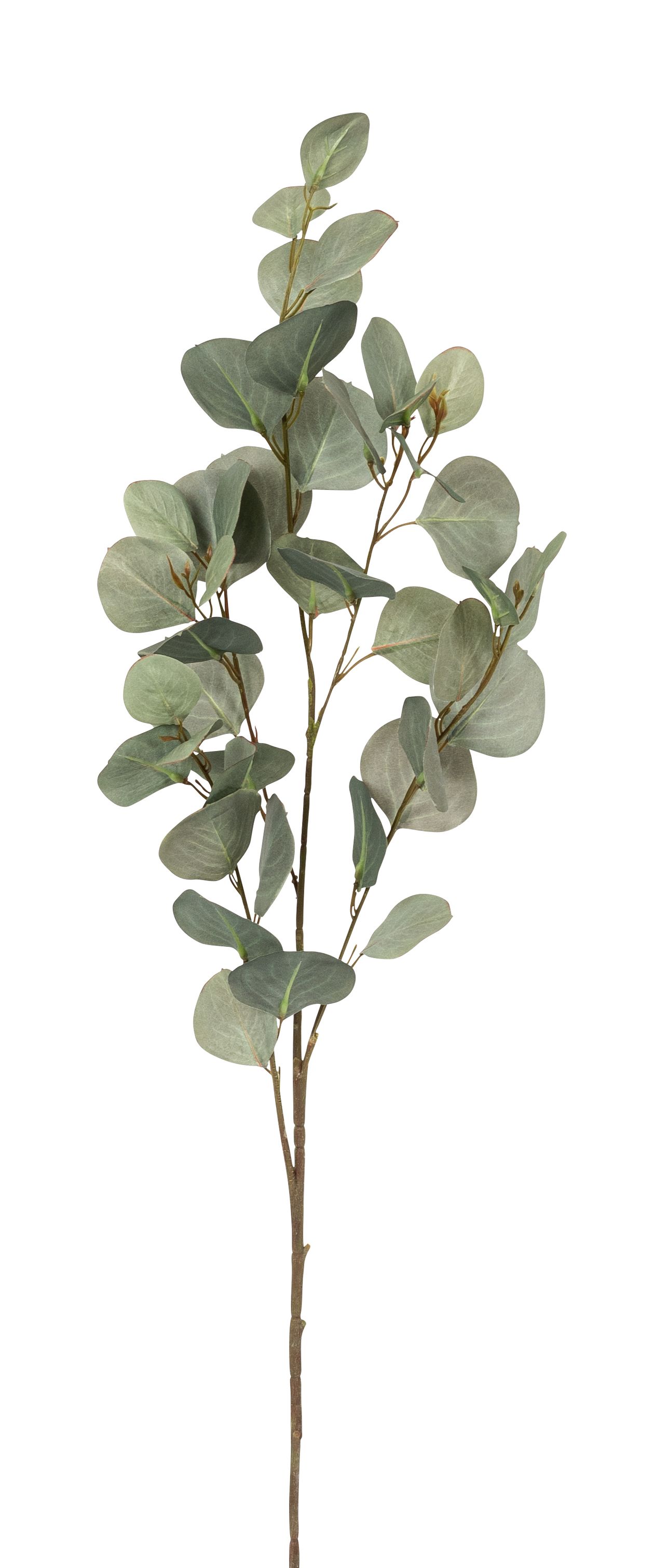 Eukalyptuszweig 100cm Farbe: grün