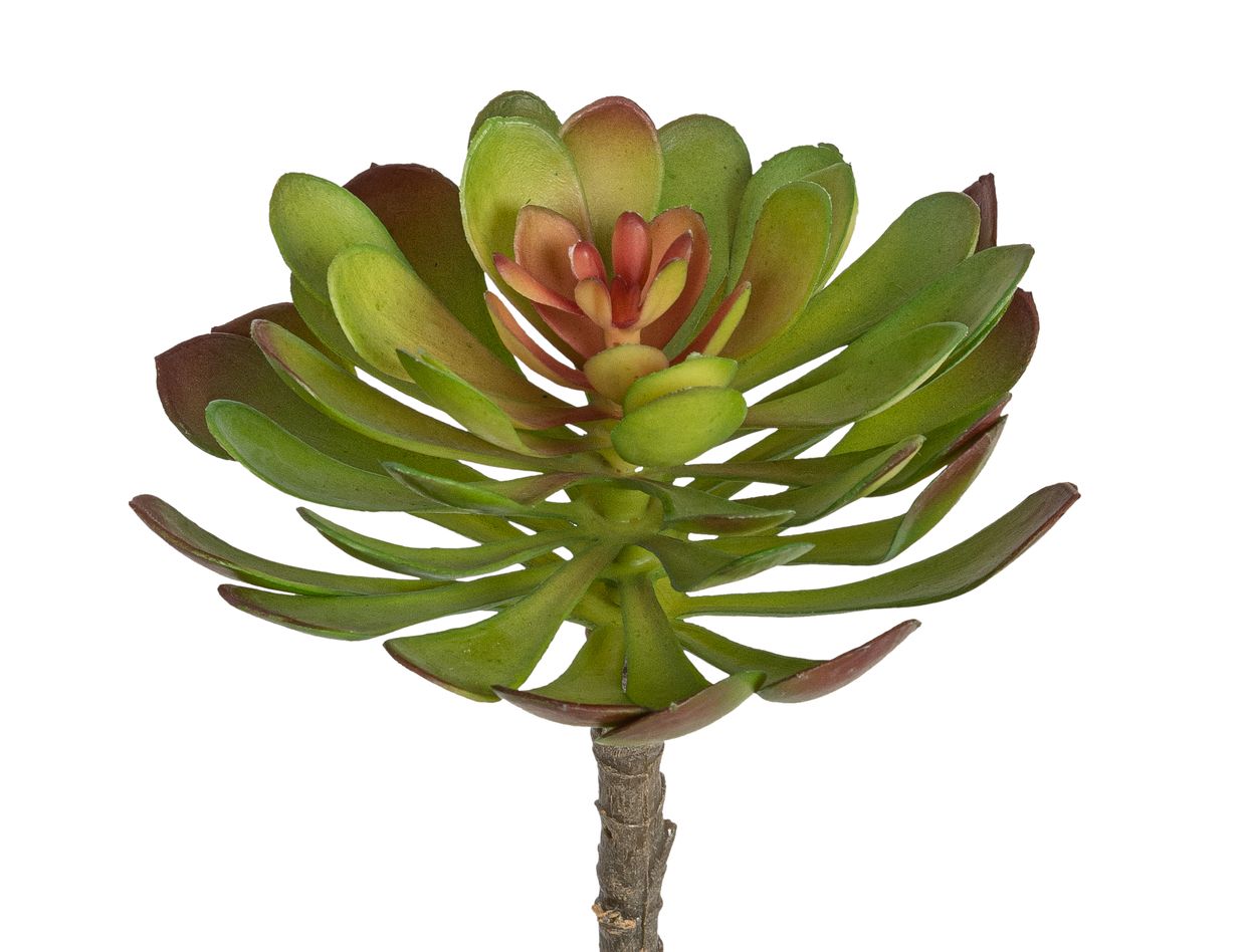 Aeonium 16cm  Ø ca. 12cm Farbe: grün
