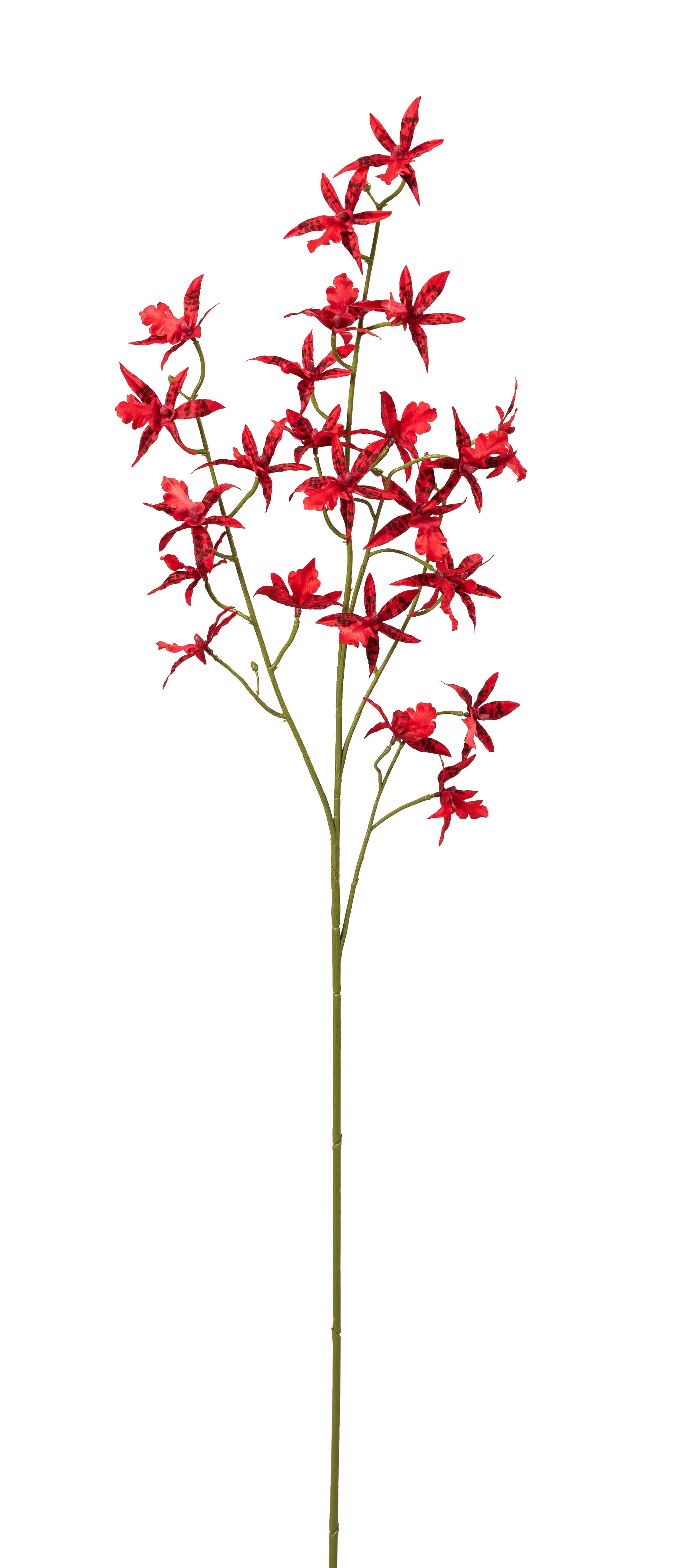 Cambria Orchideenzweig x 24 94cm Blütenkopf Ø ca. 6cm Farbe: rot