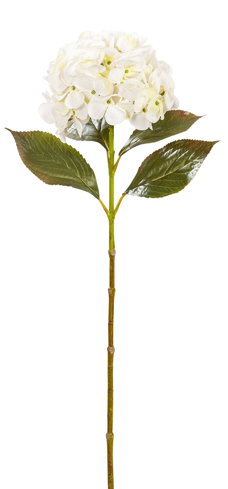 Hortensie 70cm Blütenkopf Ø ca. 18cm Farbe: elfenbein