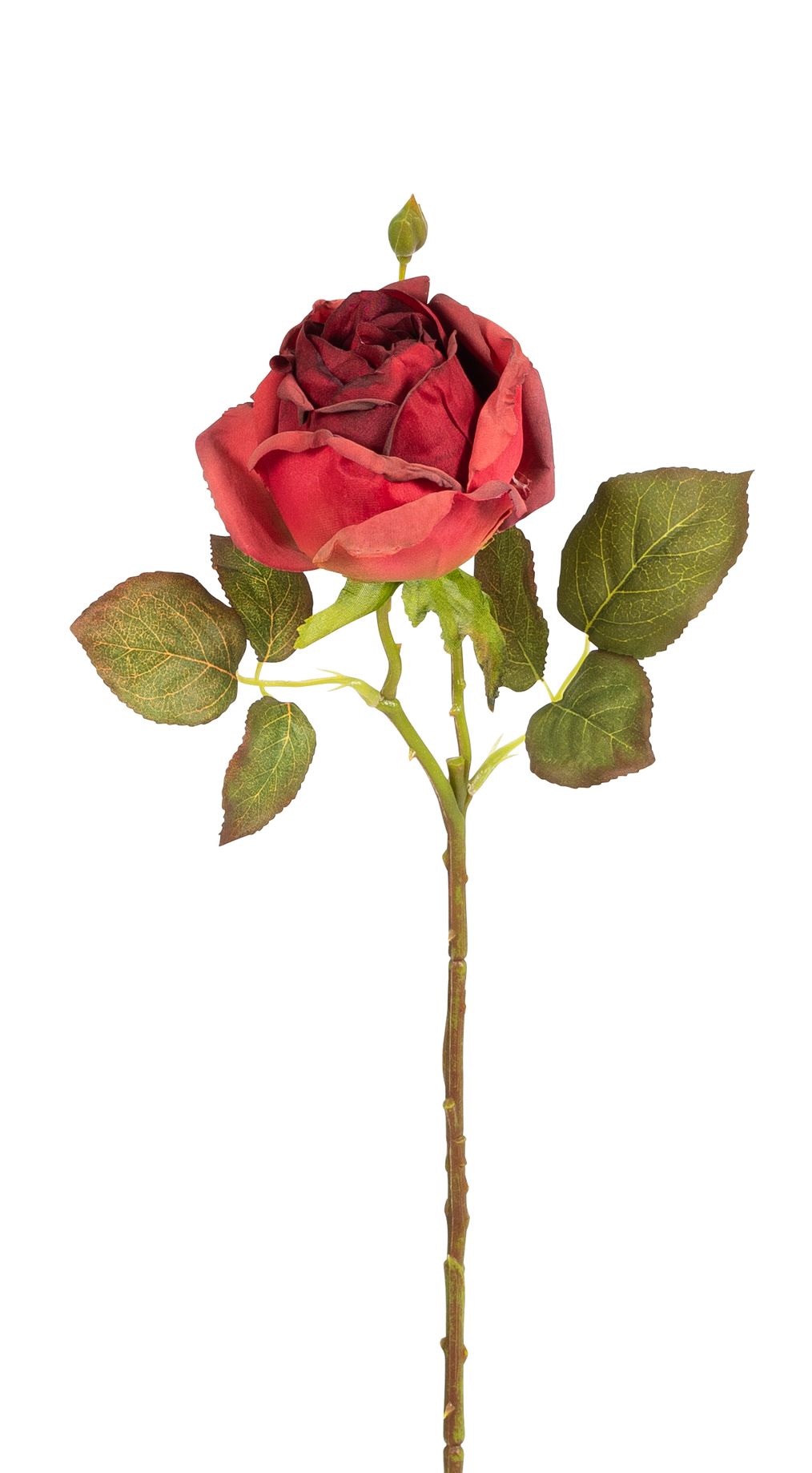 Edelrose 45cm Blütenkopf Ø ca. 9cm Farbe: altrot