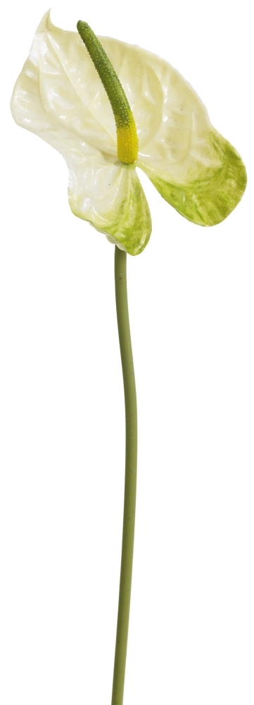 Anthurie 45cm Blütenkopf Ø ca. 8cm Farbe: creme-grün